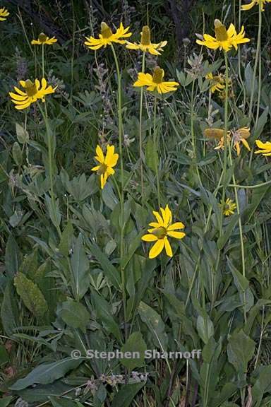 rudbeckia californica var californica 2 graphic